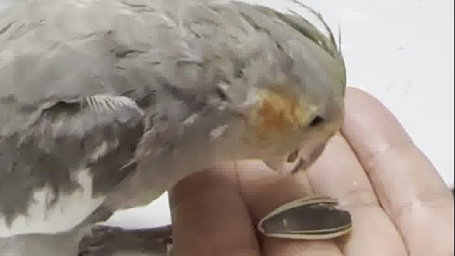 本来还指望你能剥瓜子呢