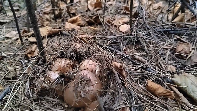 捡蘑菇我是认真的