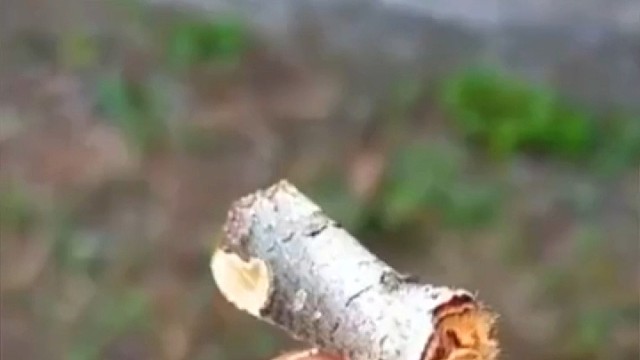 长得像一截树枝的飞蛾。