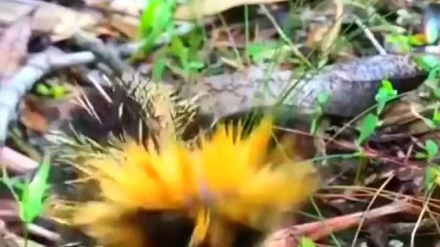 长到像神奇宝贝的马达加斯加岛刺猬。