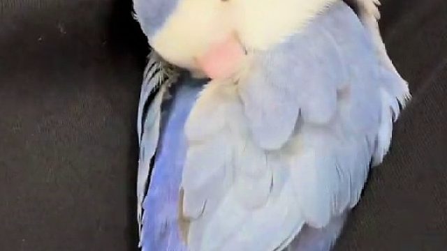 它也会和小朋友一样生闷气，隔几天才好