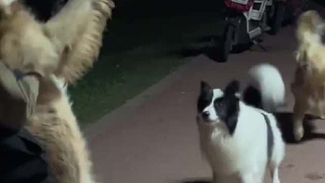 无绳狗聚会，这么多狗得吃多少根火腿肠啊