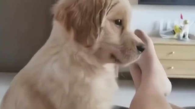 每日宠物：全是小金毛