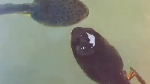 小时候你也很可爱的，把你脸放大之后……