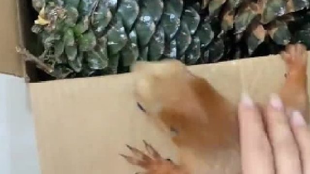 松鼠：过年了？