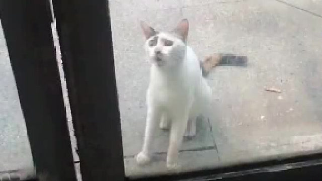 流浪猫妈妈无力喂养孩子，被好心人收养，猫妈妈每天都来看自己的