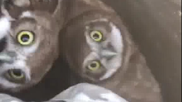 后院垃圾桶发现了一堆。海鸥