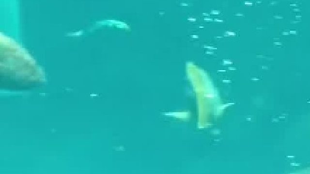 这几条鱼都懵逼了，啥东西怎么水里飞啊？