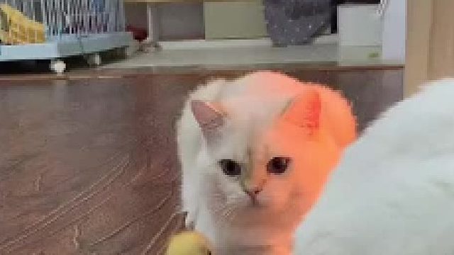 不得不说，它确实能吃能拉