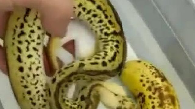 很像香蕉的蛇，又名香蕉蛇