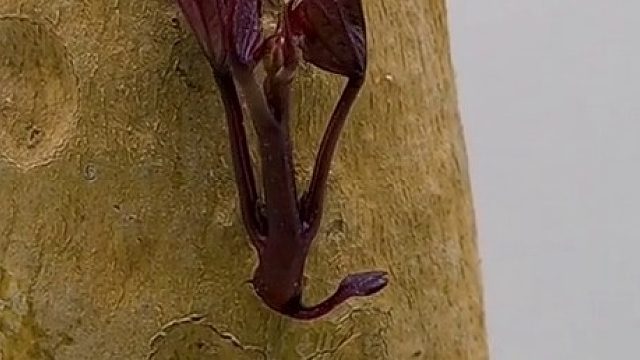 国外趣味实验：红薯苗的成长过程 从发芽到结果，总共用了237天的时间