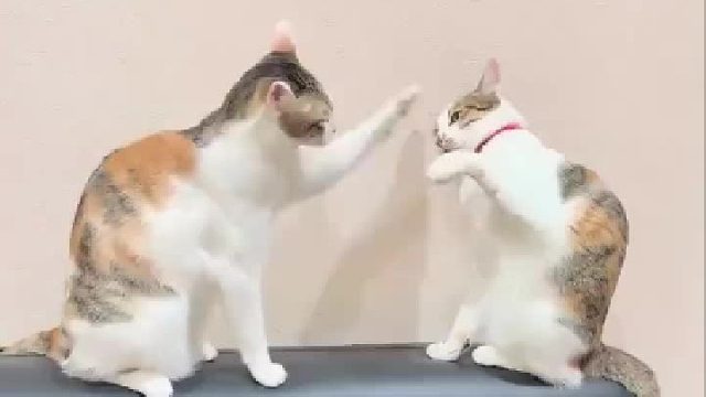 结局告诉我们..打架背后不可以空空的