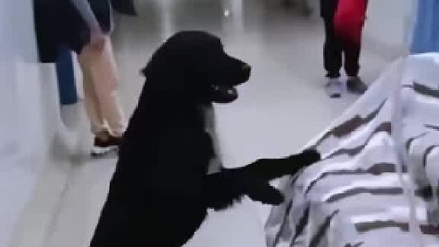 主人因病急需住院做手术，狗狗跟在主人身旁一刻也不想离开