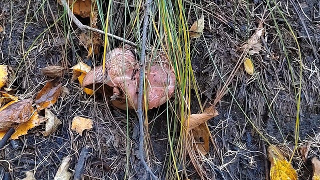 下雨天上山捡蘑菇