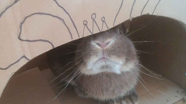 巧克力水獭侏儒兔