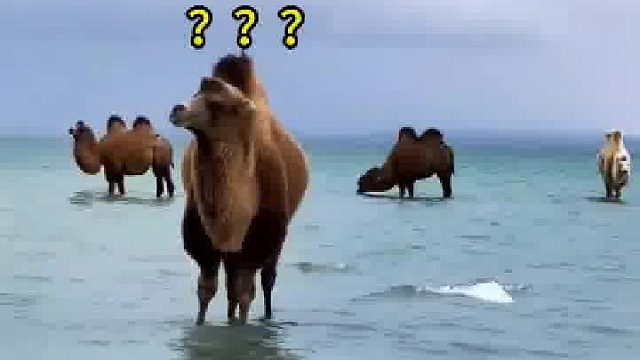 海里长了好多骆驼