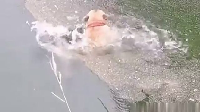 不听老人言，吃亏在眼前