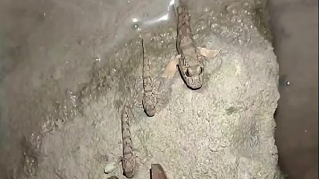 这种鱼让所有抓过它的人都怀疑人生！