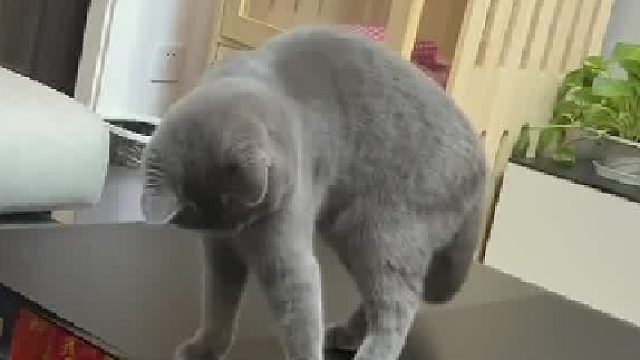 众所周知猫猫并不知道自己有尾巴
