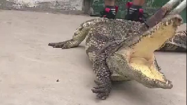 此鳄鱼已被禁言