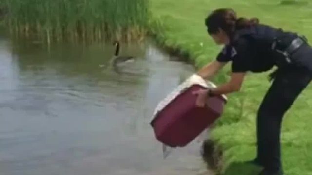 猪圈被淹，这些猪猪的反应简直了!