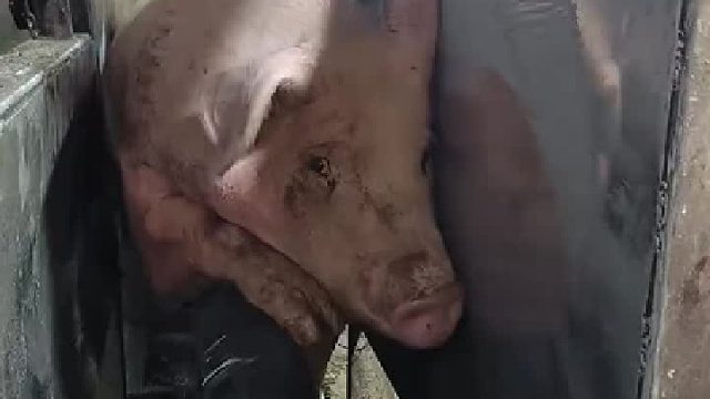 猪猪的一生太苦了