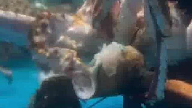 “一起上班却把同事吃了”，网友在生鲜店里拍到，标价799的蟹吃了999的龙虾