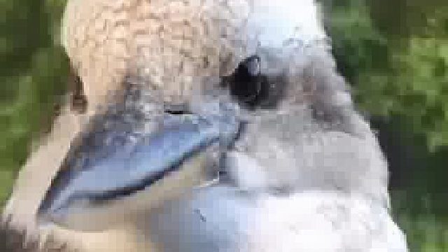 小姐姐回家路上戏耍了一只小鸟，没想到它竟然找上门来了