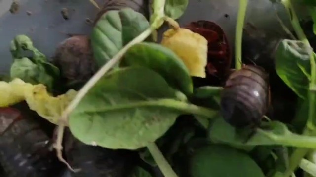 长春土鳖虫养殖