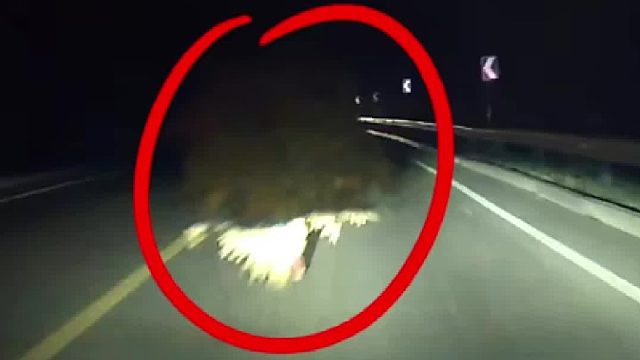 一名老人背花生秧斜穿过路！