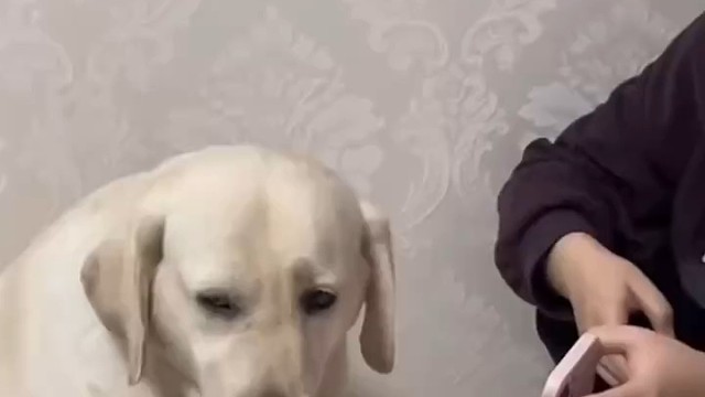 全网拉布拉多连夜接受安全教育。