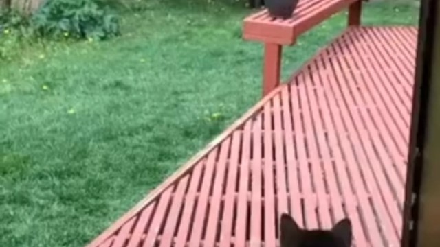 猫就是不管你谁都敢上去挠两抓