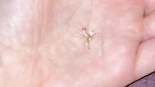 看一只螳螂从小长大是什么体验……