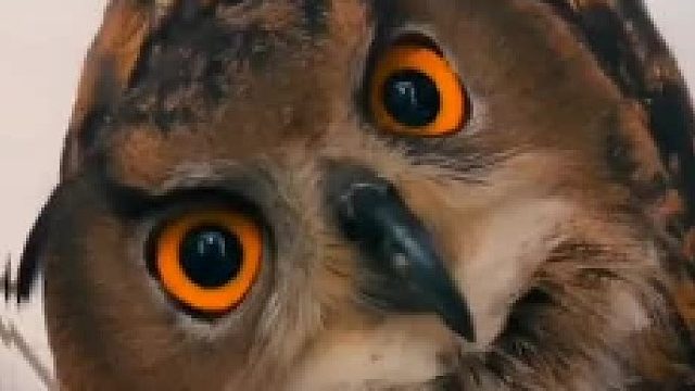 眼睛大就是好看……