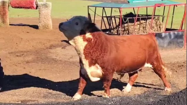 工地上请了个牛总管！它啥意思谁懂啊…！