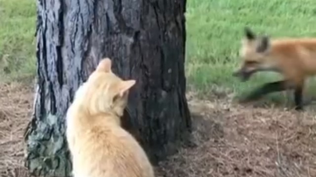 狐狸好像狗狗  搞不过猫咪爪爪