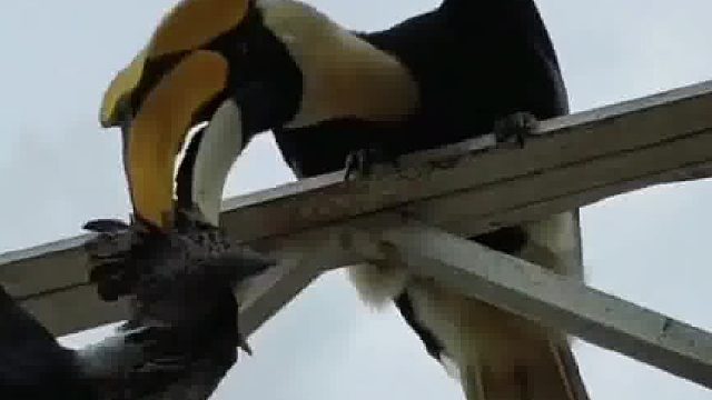 盔犀鸟吃鸽子！物竞天择，大自然就是这么残酷