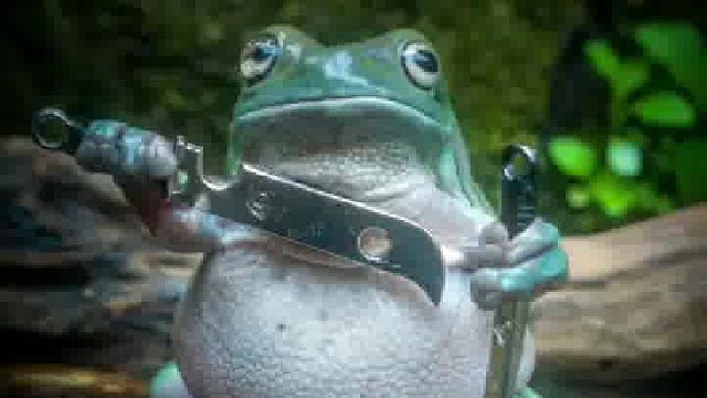 被一只树蛙帅到了