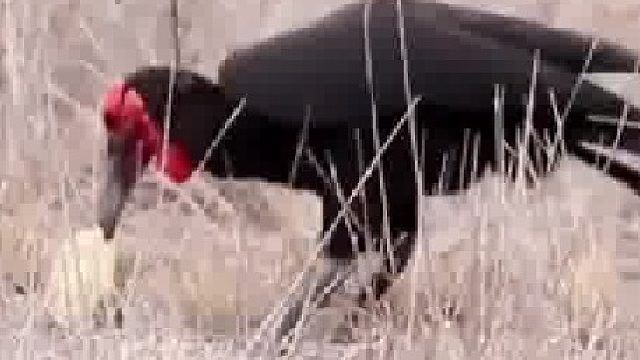 乌龟的天敌，叨几口就开了……