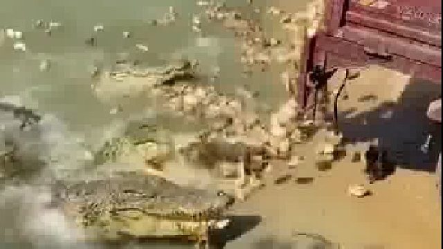 鳄鱼这一顿，得吃多少只啊……