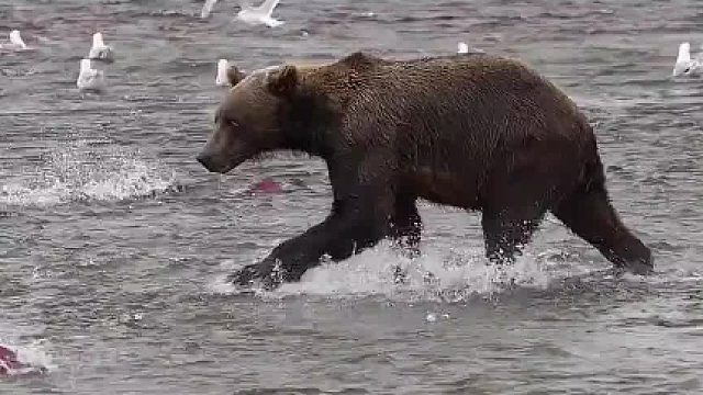 这又何尝不是对熊的一种歧视呢