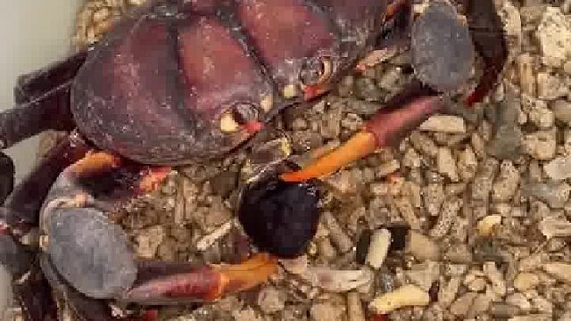 大螃蟹吃小螃蟹……