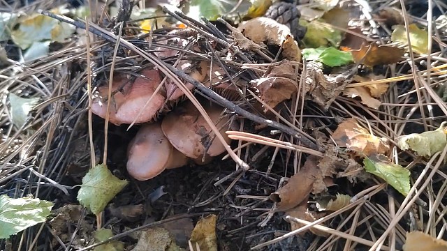 10月19号上山捡蘑菇