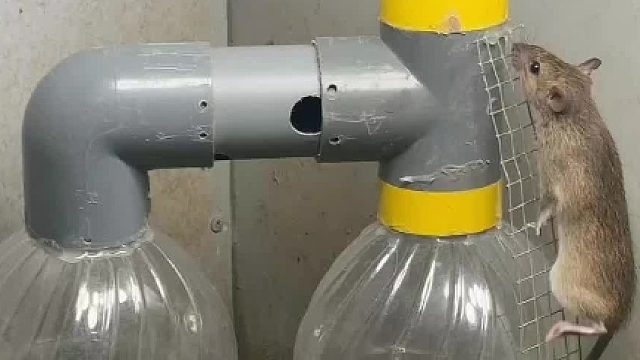 简单，粗暴，实用：新版捕鼠神器  ​