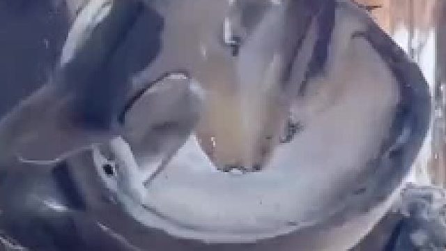 为什么滑到修蹄子就想看完，有没有科学的解释