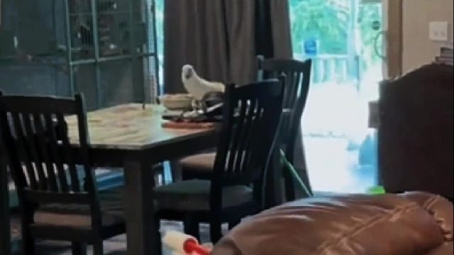 鹦鹉因不满主人的冷落，竟在家中搞起破坏