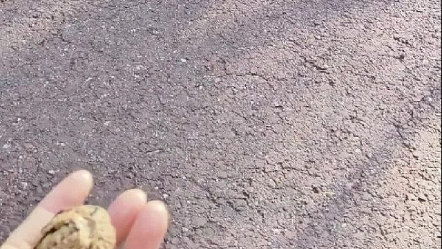 还有黑色的松鼠呀，第一次见，真好看