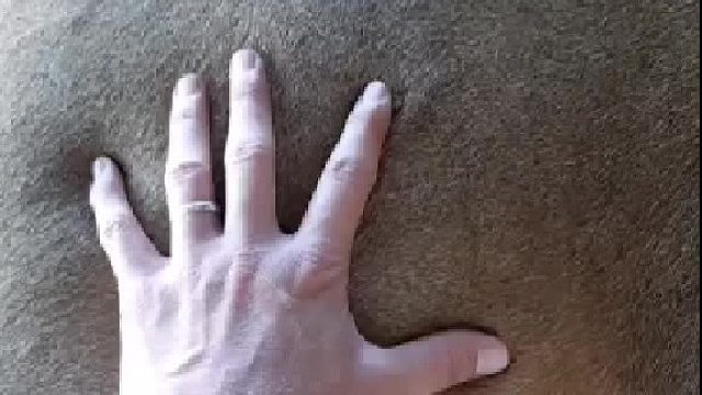 家里养的狗，手感不错