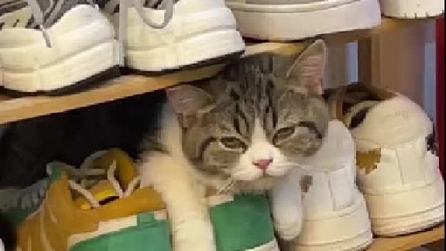 前一秒猫：烦死了… 后一秒猫：哦～我亲爱的妈妈