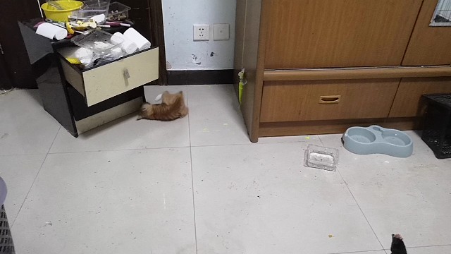 猫咪大战神鸟凤凰